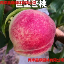 Ҙ Ͷ ѩҶA϶ҘϱNֲ