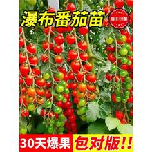 ٲļǧСѷNӷNݸ߮a߲t