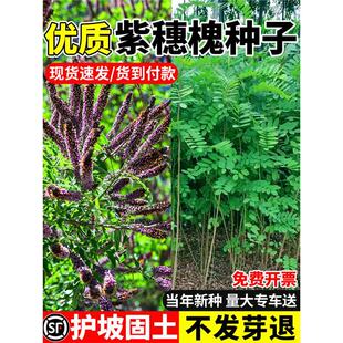 ���뻱�N���޴̻���G��бɽ߅�¸��ٹ�·�o�¹���ֲ���ľ�ݷN��