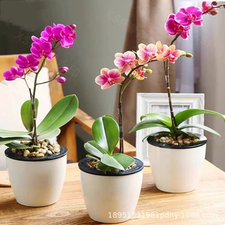 蝴蝶兰真花兰花苗四季盆栽室内花卉绿植当年开花好养苗兰花苗直发