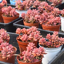 ���V���Ϙ����ⰴ���uһ��ֵ������wƴ�P�������ͽM���ײͺ��B