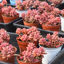 盆栽;灌木;乔木