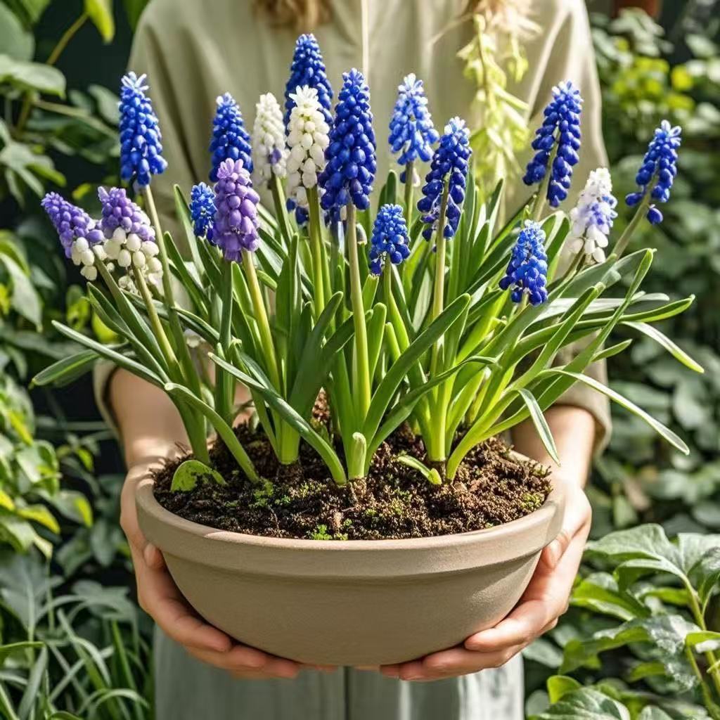 水培葡萄风信子球土培套装耐寒易活四季开花室内阳台盆栽花种子