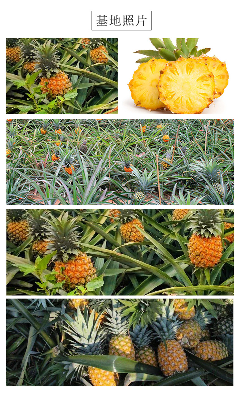 Dried Pineapple Slices 500g Bulk Sugar-Free Bolo Pian Cold Brew Fruit Tea Snack quality and texture