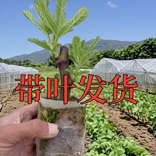 ���ڰ����o�������粨���t�������Ե����ͺ��ͺ�ͥԺ�̨Ǥ�����