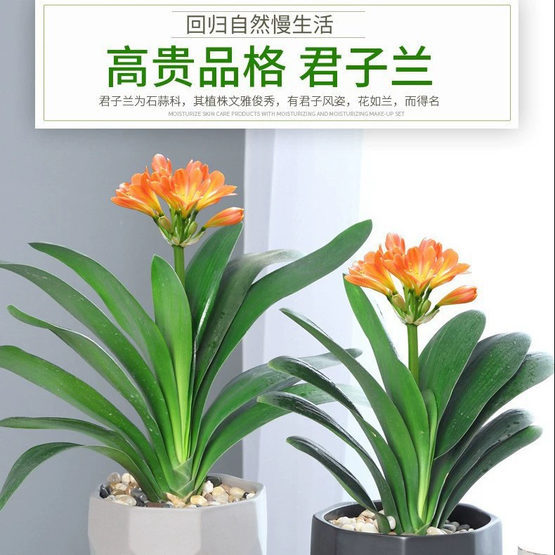 Четырехсезонные горшечные растения Кливия с бутонами, маленькие рассады, цветы и растения, комнатные легкие в выращивании зеленые растения, гидропоника, легкие в выращивании суккуленты.