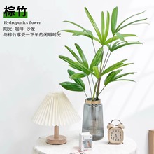 水培植物棕竹盆栽招财竹室内观音竹常绿观叶办公室富贵竹耐阴好养