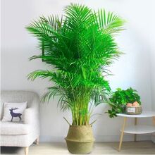 ��Ʒɢβ�����FҬ���҃ȴ��;Gֲ�k��������ȩ�͏d����