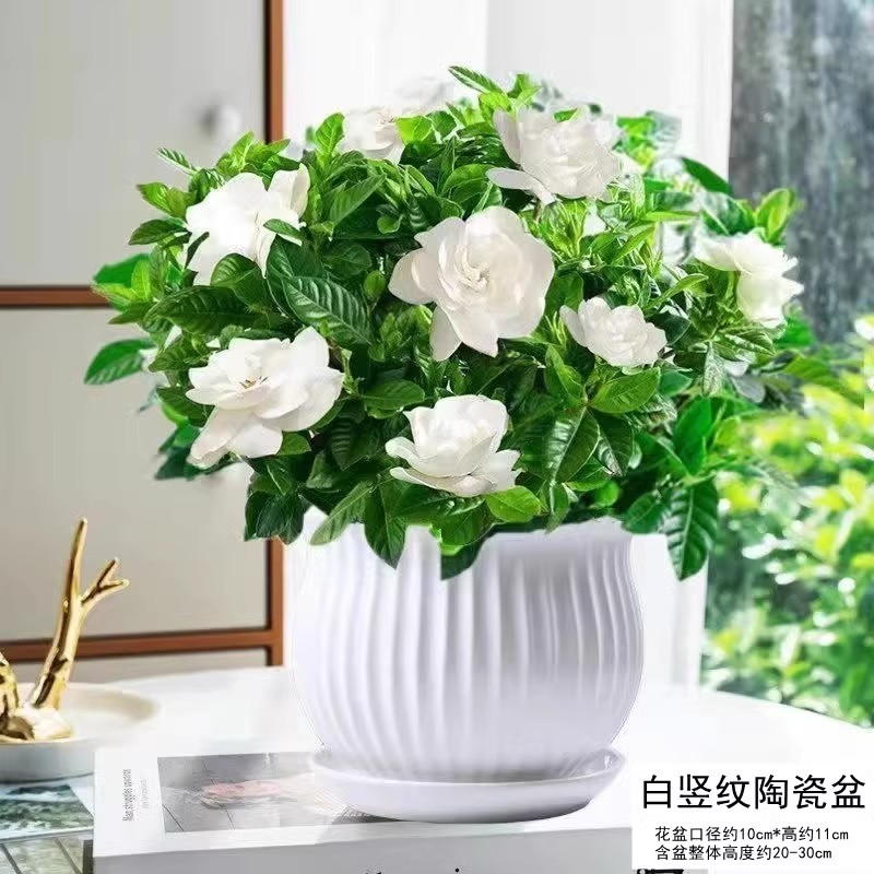 【hot selling】180#Large gardenia (large white vertical pattern ceramic pot) comes with nutritional fertilizer