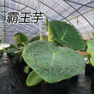 �¿�����������Ұ����~�޴��ش��~�Ϙ��҃ȏd�Gֲˮ�����^