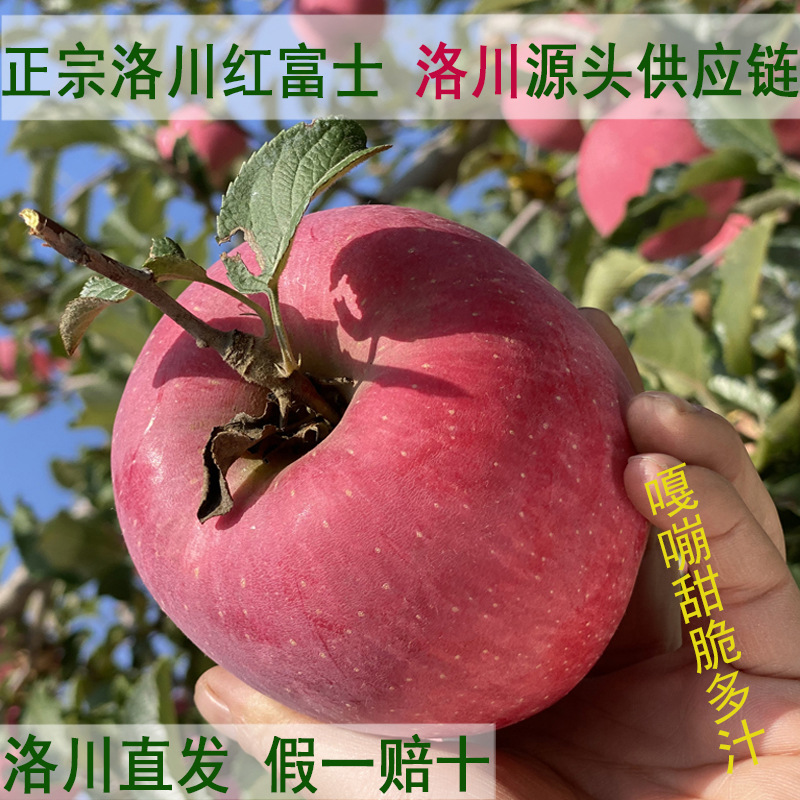 现货陕西洛川苹果10斤源头直发甜脆红富士新鲜水果纯甜洛川红富士