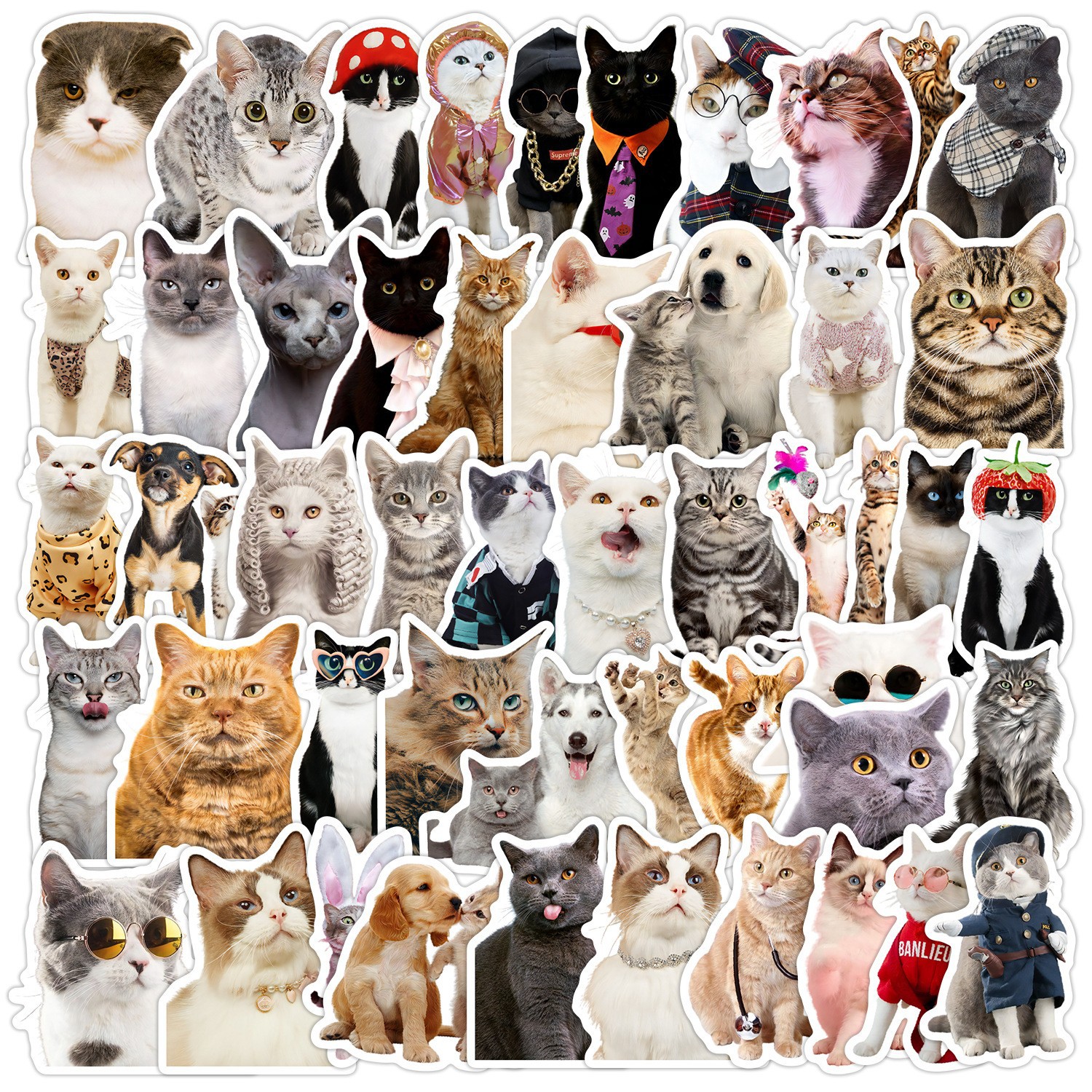 50 lindo gatito pegatinas de dibujos animados ordenador portátil teléfono taza de agua pegatinas cuaderno Diario pegatinas a prueba de agua