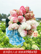 海蒂的花园圆锥绣球夏日美人石灰灯棒棒糖地栽植物北方耐寒花卉