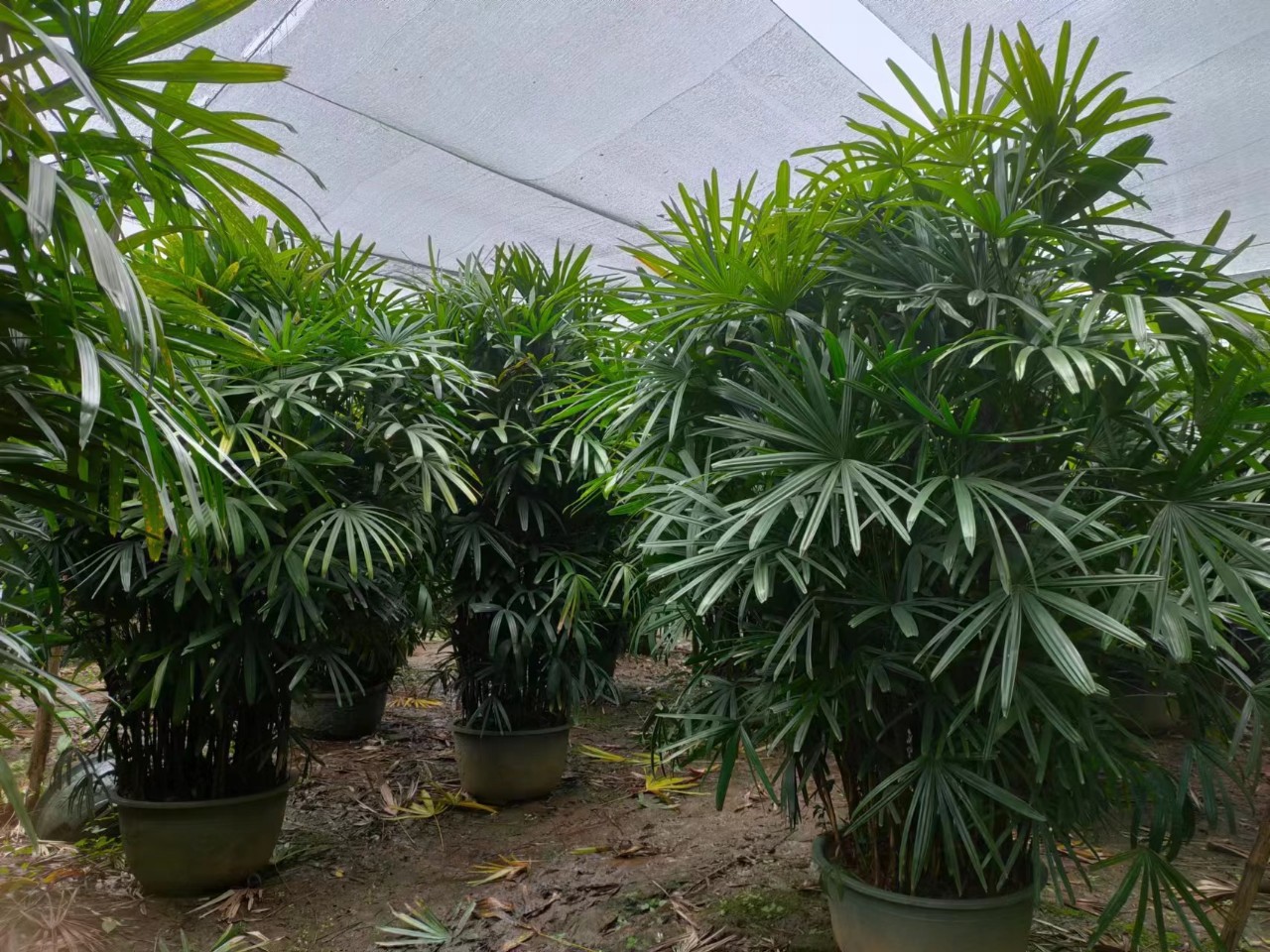 基地直销 大叶棕竹 金山棕竹 细叶棕竹-阿里巴巴