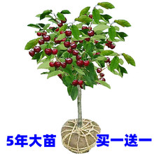 ܇���Ә�����Ҙ��m�Ϸ������Nֲ����ͥԺ���䰫�����Ҙ�������