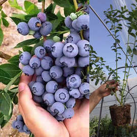贵州遵义蓝莓苗 批发采购价格图片嫁接优质兔眼 蓝莓苗