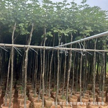 ����ֱ�� �S���L�ľ �Sɫ�L�ľ ���ľ ����S�^ �l�� ͥԺ�G��