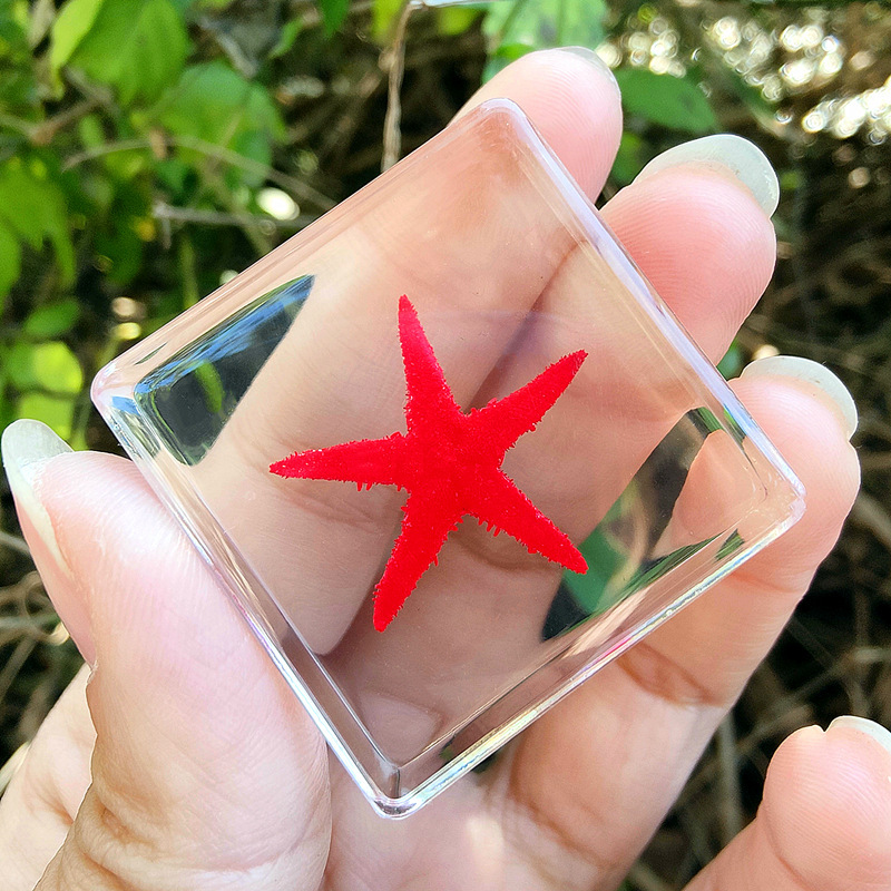 연한 노란색 빨간색 불가사리 70%