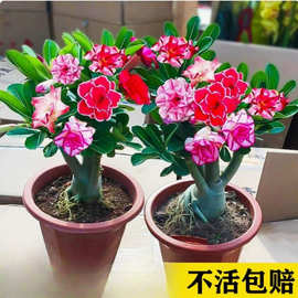 重瓣沙漠玫瑰花苗盆栽四季花卉绿植物老桩室内阳台小盆景开花不断