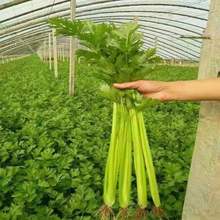 �۲˷N�Ӳ������۴����ļ�С���۷N�����w�S�߮a���߲˷N�ݴ��ﲥ