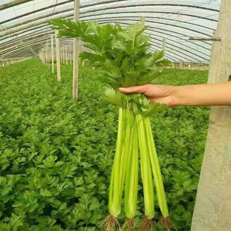芹菜种子玻璃脆芹脆嫩四季小香芹种籽少纤维高产量蔬菜种孑大田播