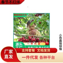 批发基地樱桃树苗 樱桃小苗 南北方种盆栽巴西甜樱桃印度针叶四季