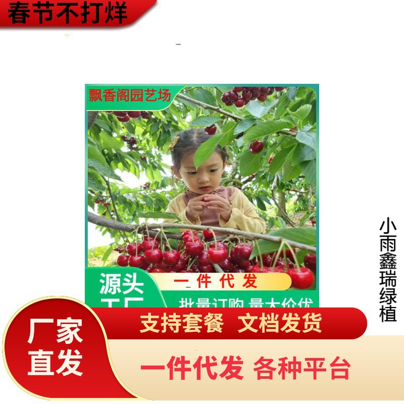 批发基地樱桃树苗 樱桃小苗 南北方种盆栽巴西甜樱桃印度针叶四季