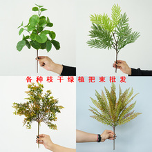 �ָз����Gֲ��˹ާ ��֦����ާ�ֲ��ɭϵ�T���b��ֲ���쾰�ò�