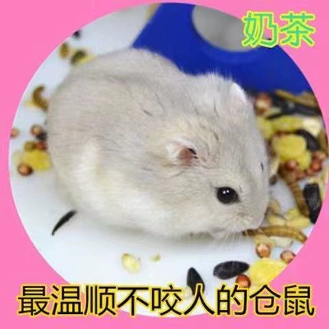 Live dwarf hamster, assorted coat colors and lengths, 0.01 kg, ~5 cm small pet