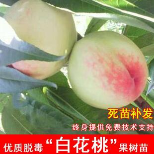 �޽Ӱ׻��Ҙ�����������ˮ����������Ա����Ϸ�ͥԺ�Nֲ����Y��
