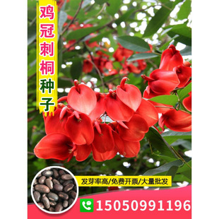 �²��u�ڴ�ͩ�N�Ӱ�����ͩ�u�ڶ��N�������t�u�ڻ���@�־G����N