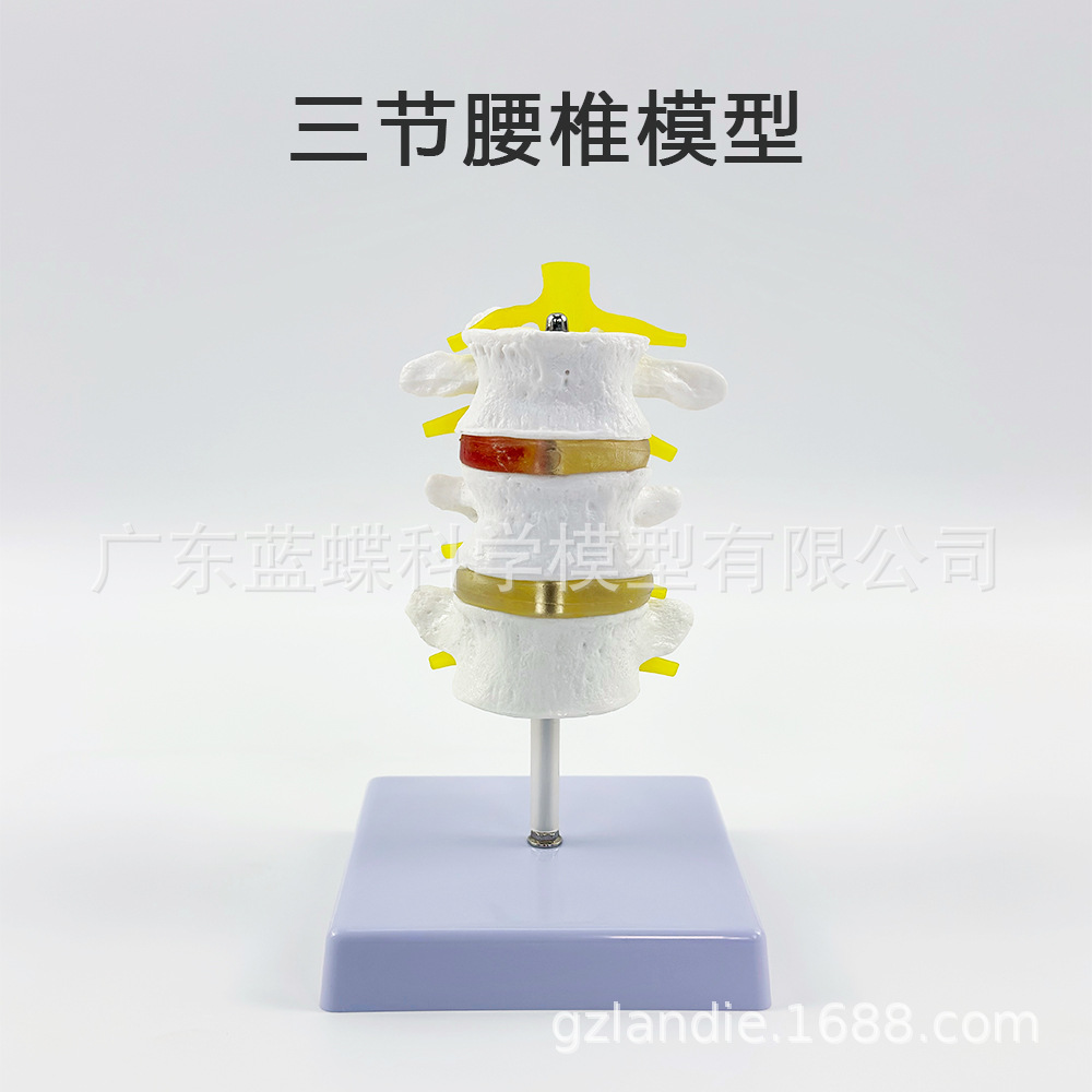 �����׵������ģ�� ����ģ�� ���ģ�� �������ģ�� �ɹ�׵����