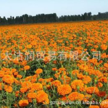 供应万寿菊精油 Tagetes oil Egypt CAS:8016-84-0 万寿菊油