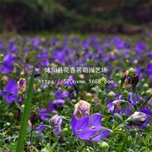 �۹��N������ș���ļ��Nֲ�ݲ˹����̲˷N�Ѹʲ�ș��ʳ�������ݲ�