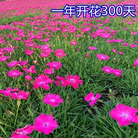 种子;草种子;草坪