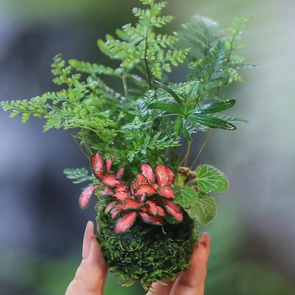 Hydroponic Plants, Moss Balls, Money Trees, June Snow, Asparagus Ferns, Moss Green Plants, Indoor Potted Ferns, Micro-Landscapes