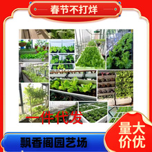 �Y�����˷N�ӈA��������˷N�����ˬ���̨ͥԺ����Nֲ�߲˷N��