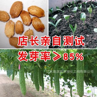 Bitter Melon Seeds, Grape Oil, Green Flesh, Farmland Vegetable Garden Base, Easy to Grow, Early Maturing Stripes, Rough Bitter Melon Vegetable Seeds