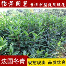 一件代发法国冬青苗 法国冬青树珊瑚树苗法国冬青小苗珊瑚树苗篱