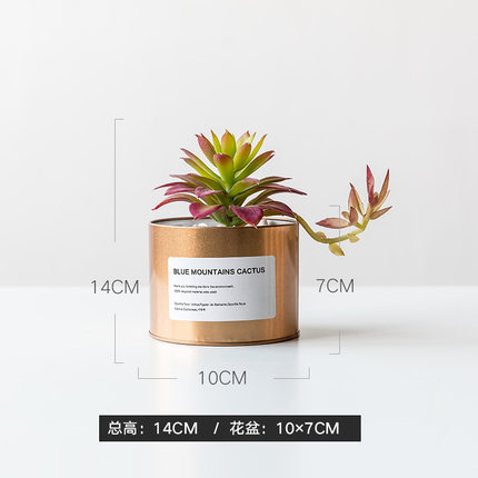 꽃과 골드 주석 + [침묵의 밤 연꽃]