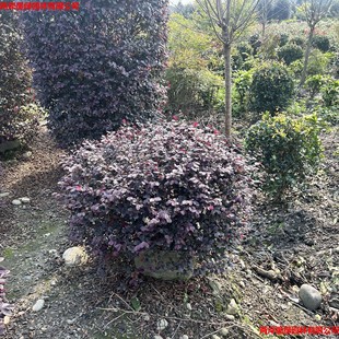 �t����ľ��t�^ľ���������l��·С�^�e���G��ɫ�K�G�h�����ֱ�l
