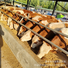 魯西黃牛改良小黃牛3-6個月肉牛犢母牛江西湖南西門塔爾種牛