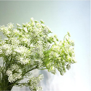 薔薇綠色圖片 海量高清薔薇綠色圖片大全 阿里巴巴