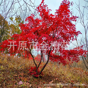 �|������ͥ�a��@��䅲���ŽǗ����^���ͺ��uצ��С���ϻ��ʘ�