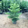 植物南洋松圣诞树南洋杉
