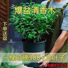 驱蚊虫清香木盆栽正宗胡椒木花卉绿植四季好养净化空气吸甲醛植物