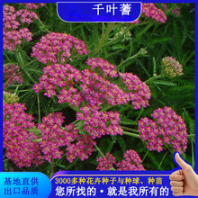 ǧ~Nlݹ̻RG^p@ֻ^p䏲ݻܷN