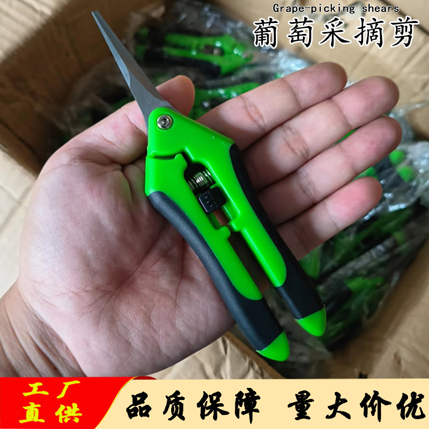 Stainless steel rare fruit cut dragon fruit pruning pruning grapes…