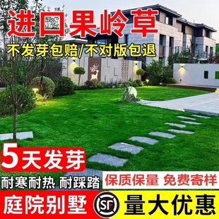 Green Grass Seeds, Special Lawn for Golf Courses, Green Grass Seeds, Cold-Resistant and Trampling-Resistant, Evergreen in All Seasons