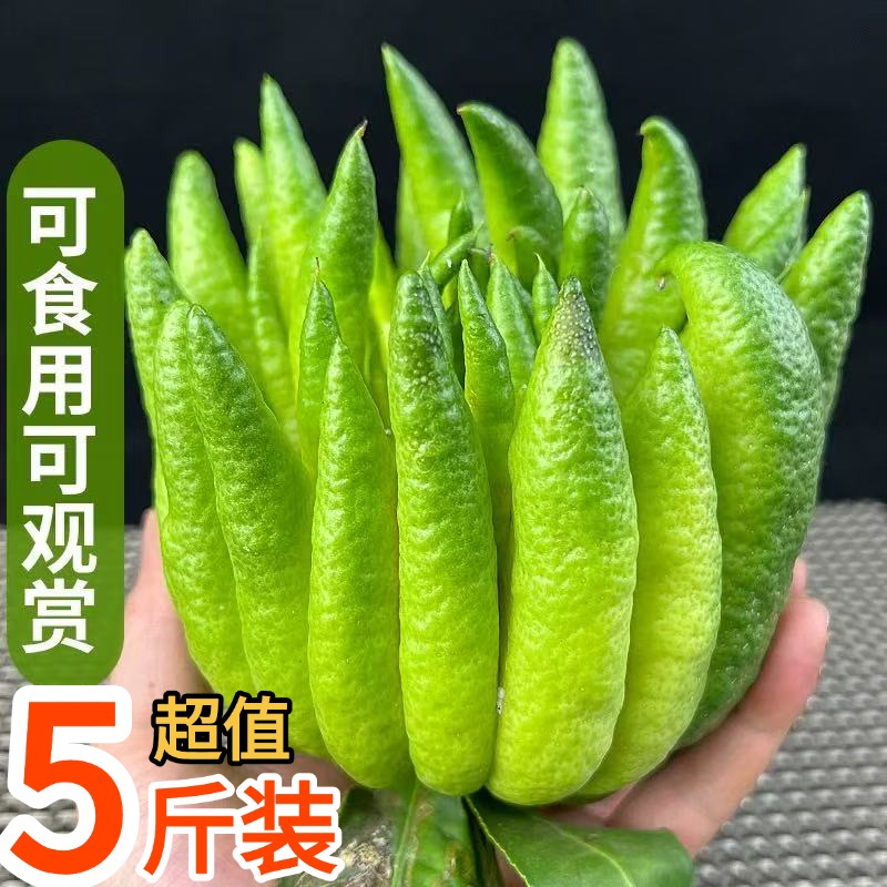 云南新鲜佛手柑大果香橼观赏闻香可食用天然香薰香(放黄香味更浓)